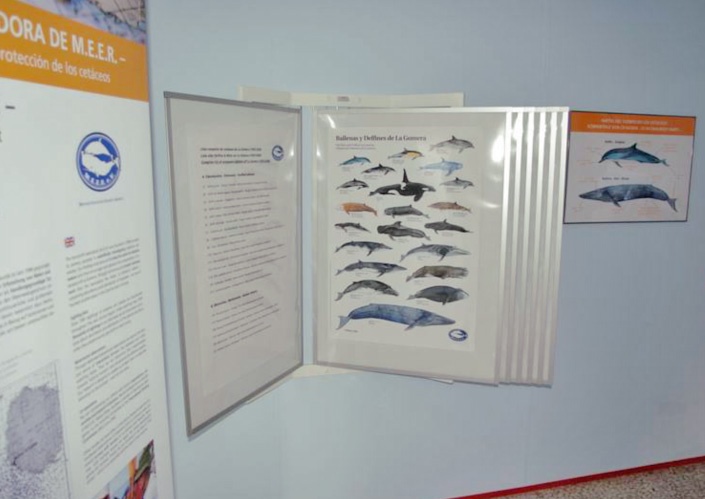 Ausstellung in den Räumen von OCEANO Gomera mit Wal- und Delfinillustrationen von Katrin Wähner