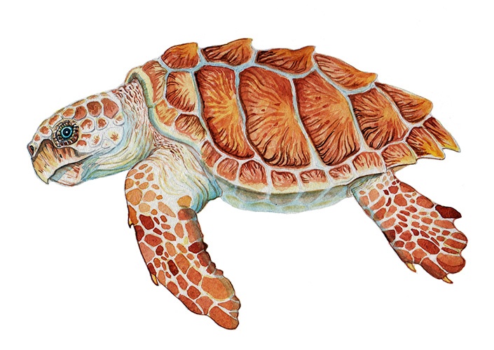 Wissenschaftliche Illustration der Unechten Karettschildkröte (Caretta caretta)