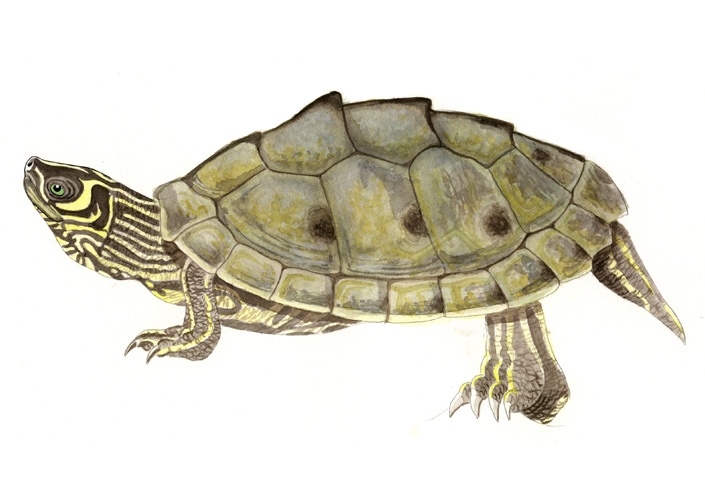 Wissenschaftliche Illustration der Kohn's Höckerschildkröte oder Mississippi Höckerschildkröte, Mississippi Map Turtle, (Graptemys pseudogeographica kohnii) von Katrin Wähner