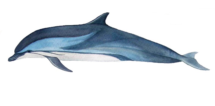 Blau-Weißer Delfin (Stenella coeruleoalba)