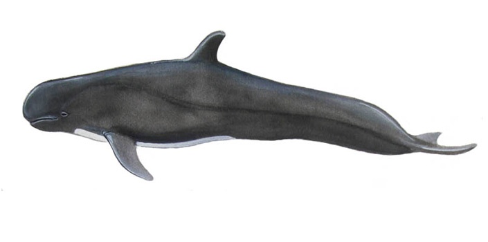 Kleiner Schwertwal (Pseudorca crassidens)