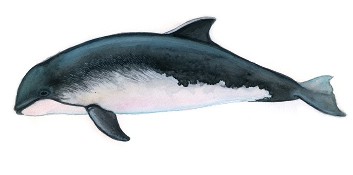Hafenschweinswal (Phocoena phocoena)