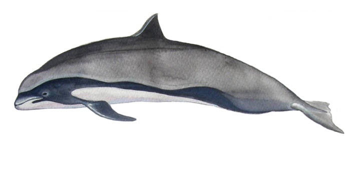 Borneodelfin (Lagenodelphis hosei) 