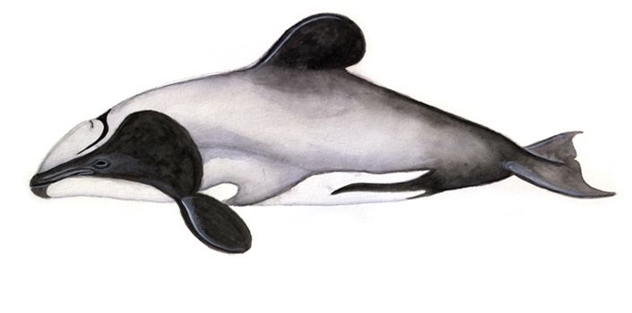 Hectordelfin (Cephalorhynchus hectori)