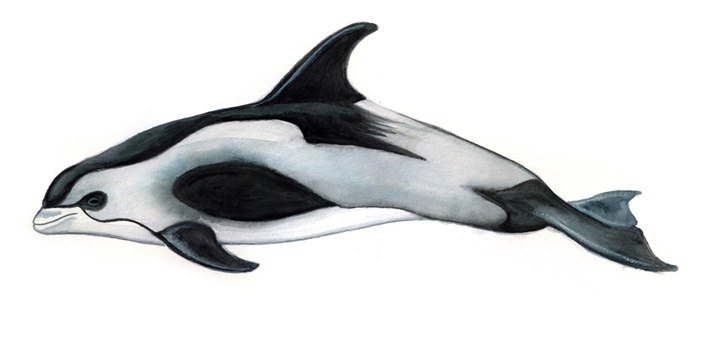 Weißschnauzendelfin (Lagenorhynchus albirostris)