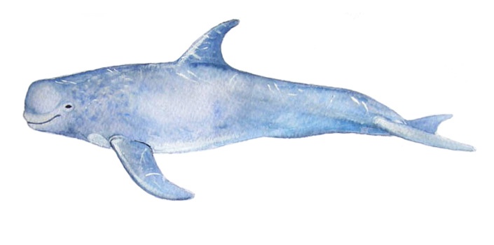 Rundkopfdelfin (Grampus griseus)